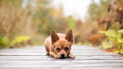 A dog was spotted in a storage locker in Cherkasy, sparking heated debates online (photo).