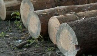 Незаконно вирубали лісу на чверть мільярда: На Прикарпатті викрили керівництво лісгоспу